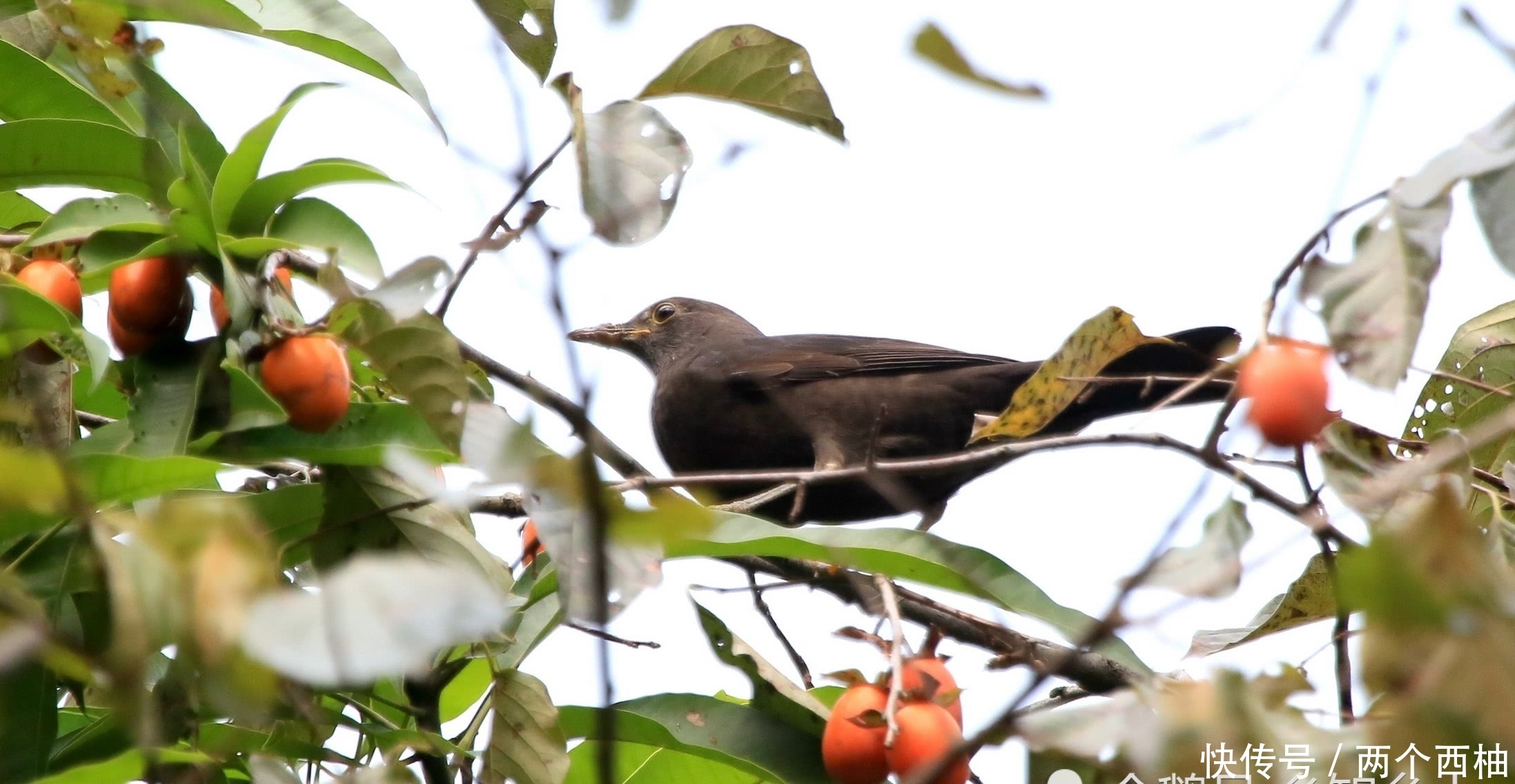 见到|这水果长的像“鸡心”，嫩滑多汁，现在吃最新鲜，北方很难见到