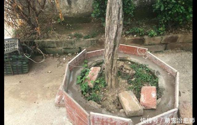  老人|老人被狗绳绊倒去世，12岁女孩遛狗是主因，我们还需要多少教训？