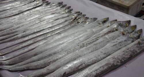 捕捞|为什么带鱼要进口,而不在东海和南海自己捕捞今天算长见识了