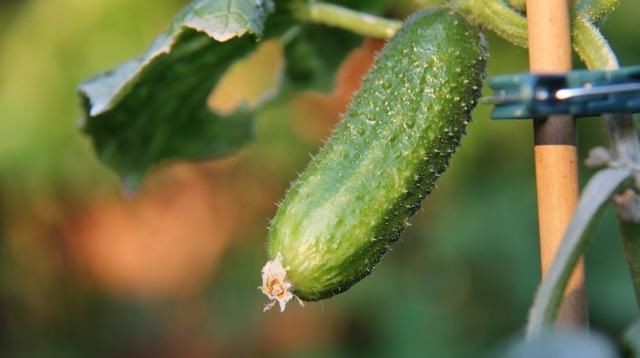 黄瓜|温室越冬黄瓜栽培技术,掌握分段管理经验,有效提高黄瓜的生长