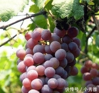 葡萄|葡萄打过“激素”,有这“3处”会不一样,了解之后,别再买错了