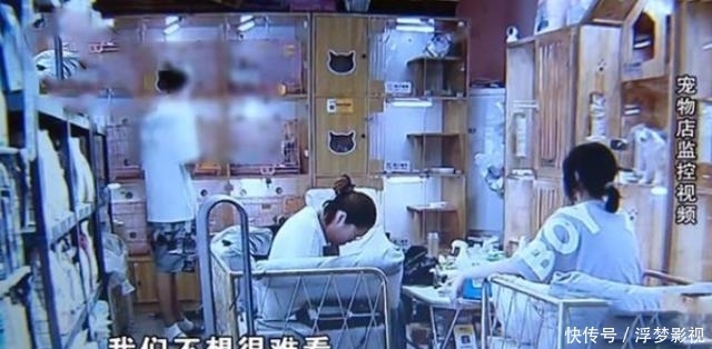 打瞎|小伙玩“水弹枪”打瞎猫咪,充电又把宠物店烧了,店主曾多次劝说