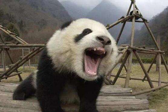  体重|大熊猫身高一米八，体重180公斤，为何幼崽却像只“小老鼠”？