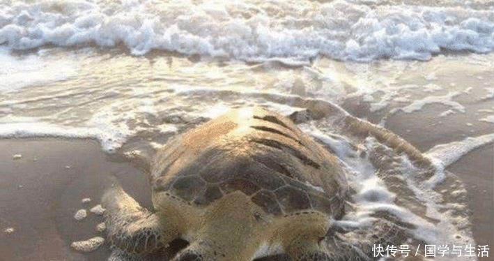  看清|乌龟趴在岸边奄奄一息，男子走近看清后，不禁湿了眼眶