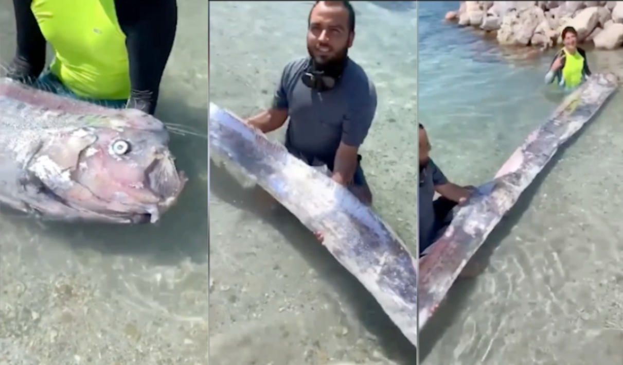 地震|7月已有8次6级以上地震！墨西哥突现约4米长地震鱼，是地震前兆？