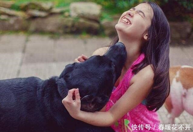 秘密|拉布拉多犬“舔人”的秘密,你还不知道吧!