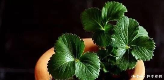  种子|常吃的4种水果，吃剩的种子不要扔，往盆里一种，种出水果小盆栽