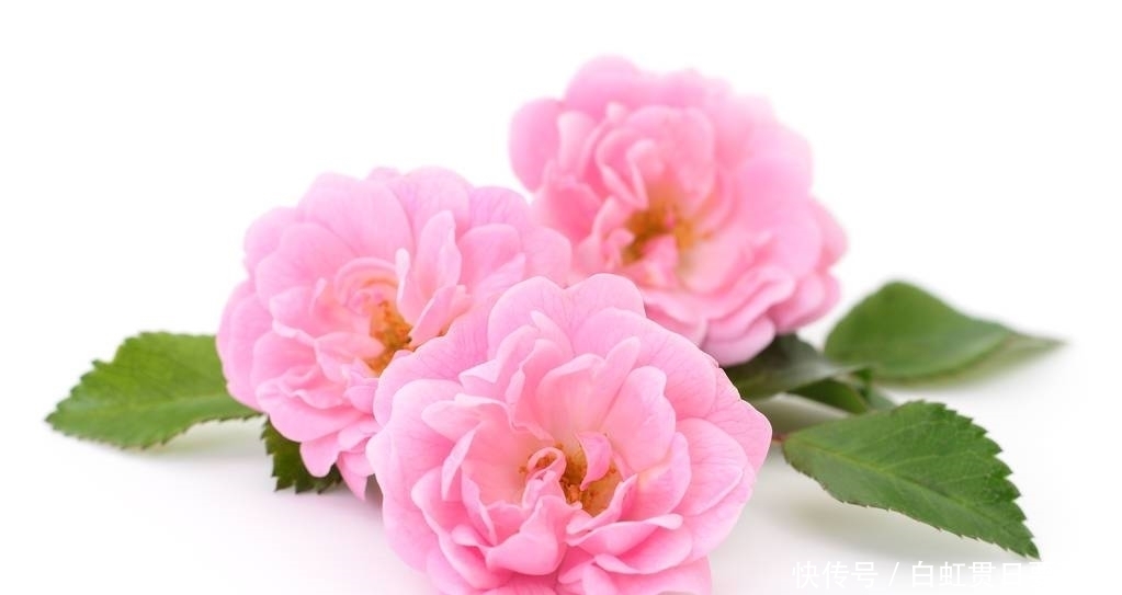 星座|巨蟹座女人很适合结婚，却为何也容易晚婚，甚至容易被错过