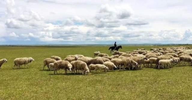 唐朝|看《长安十二时辰》,浅析唐朝羊肉饮食文化?羊肉来源,烹饪方法