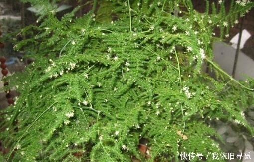 效果|张大爷养“文竹”, 只浇“2种水”, 长出“满天星”, 效果超好!