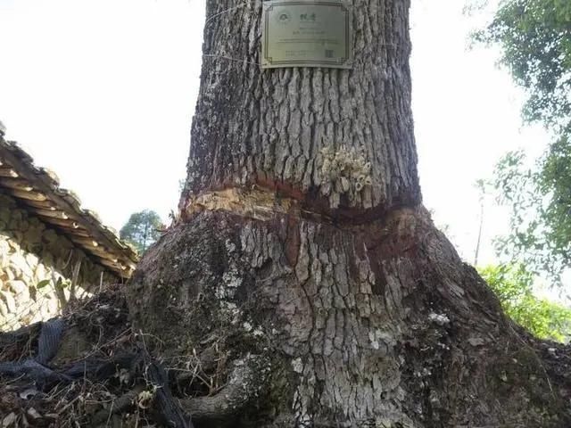  宝树|割树皮灌除草剂，一棵风水宝树“惨遭谋害”是谁狠心下毒手