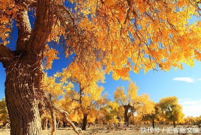 热烈|等待一年,只为胡杨林21天的极致灿烂和浓烈!