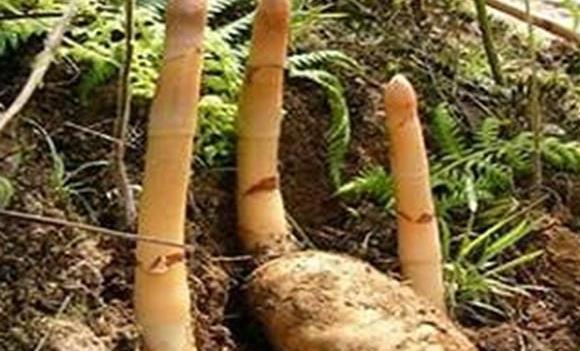  希望|天麻栽培技术，种植技术分享，希望能够帮助你