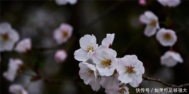  樱雪|唐诗中的樱花：处处山樱雪满丛