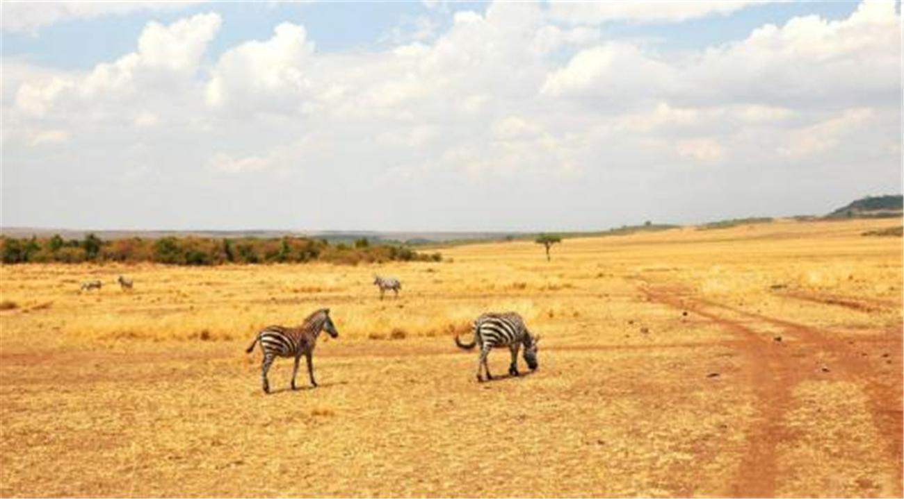 堪比|非洲最“精贵”的人,血液堪比黄金,不少人为他们的身体铤而走险
