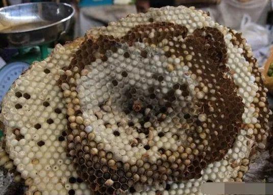 农村|农村十大野味,吃过一半的都是大神,第一名现在都吃不到了!