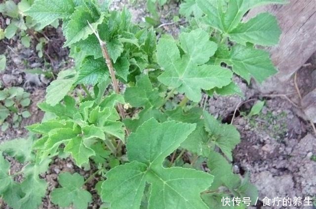 绿色|人称“绿色黄金”,凉拌剁椒是极品,野生产量很大,你吃过吗