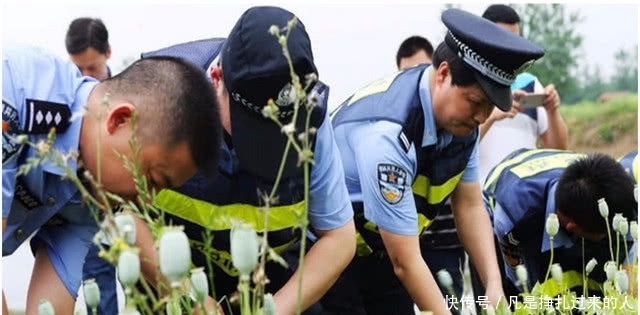 种植罂粟|中国合法种植“罂粟”基地，规模上千亩，猎犬和武警全天看守