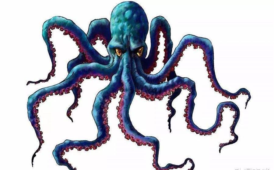 海绵|现实生活中的海绵宝宝,章鱼哥成餐桌美食,泡芙老师有毒