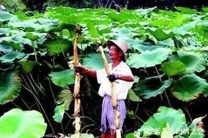  别错过|挖野菜别光盯着陆地上，水中一种野菜价值很高，若家乡有别错过