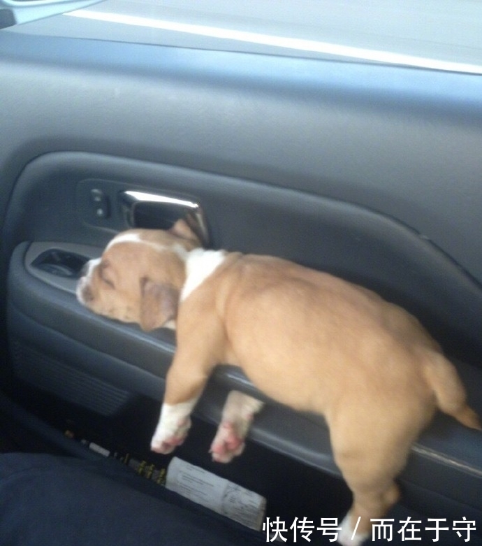 出血|国外网友PO出自家主子最蠢萌睡姿,第四个简直萌出血!