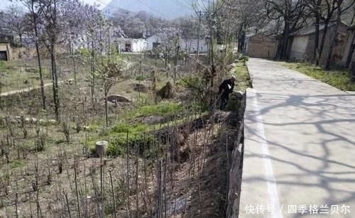 爬高|晋南农村79岁老两口,爬高上低开荒种菜,吃不完送乡亲