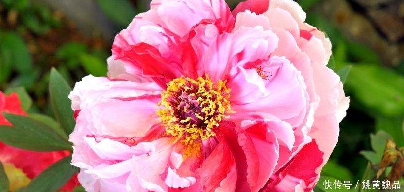 爱情|下个星期，4大星座爱情遇良人，事业遇贵人，好运接不停