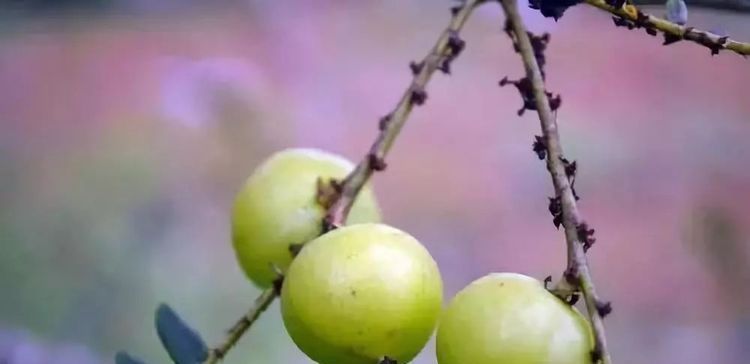 南方人|南方特有的4种水果,作为南方人也不认识,北方人连听都没听过