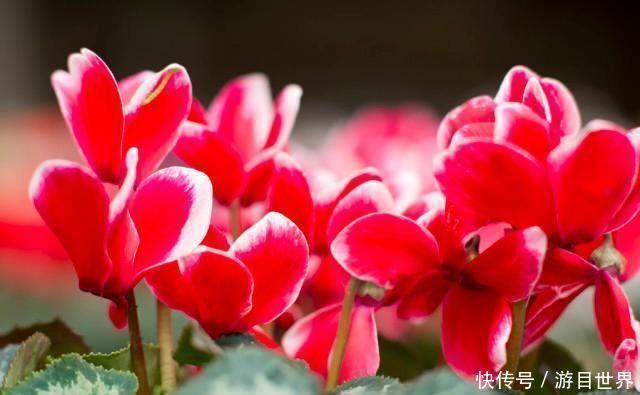 事业上还|12生肖中，“不适合减肥”的3大生肖女，胖人有胖福，注定多财！