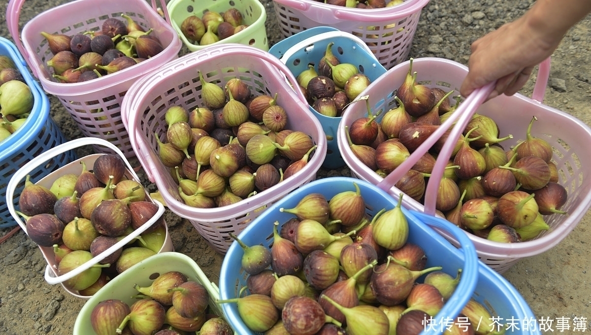 店老板|买这种水果时,就要专挑“烂”的买,水果店老板越烂越好吃