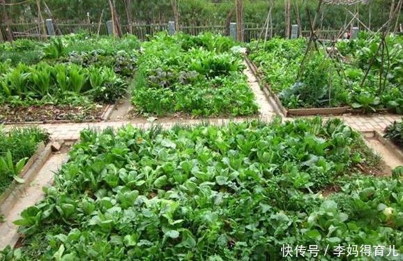 蔬菜|庭院种植蔬菜当中如何正确的合理安排生产