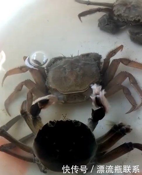 淡定|女子买回来2只螃蟹,第二天变成了3只,定睛一看不淡定了