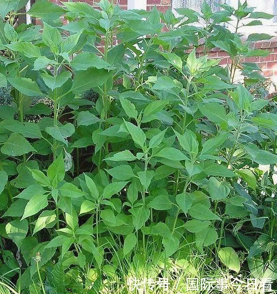 猪饲料|从女王的餐桌到猪饲料,只经过了十几年