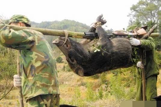 农村|农村十大野味,吃过一半的都是大神,第一名现在都吃不到了!