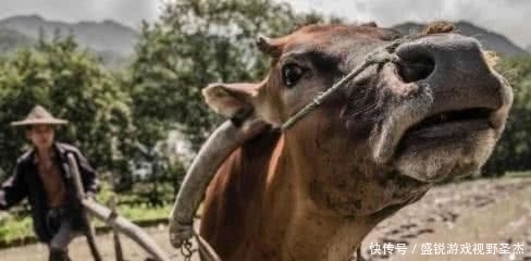 小偷|农户报案:牛舌头被坏人割了,包拯:你回去把牛杀了,小偷肯定会来自首!