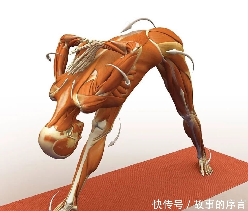  正位|28个常见瑜伽体式解剖图，正位、发力一目了然（收藏级！）