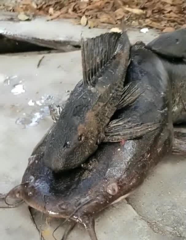  畸变|男子下水道中捕获1米长大鱼, 喝地沟油长大, 身体发生畸变!