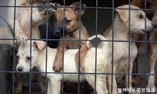 物收容所|夫妻领养一只狗,它晚上不睡觉,盯着主人看,知道原因后主人哭了