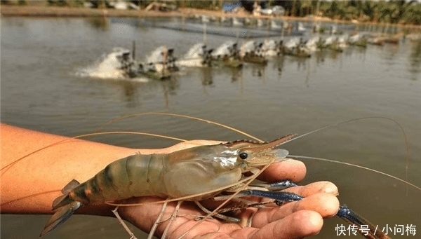 霸主|“战胜”小龙虾,它成为新晋“宵夜霸主”,网友称赞:个大肉多吃着香