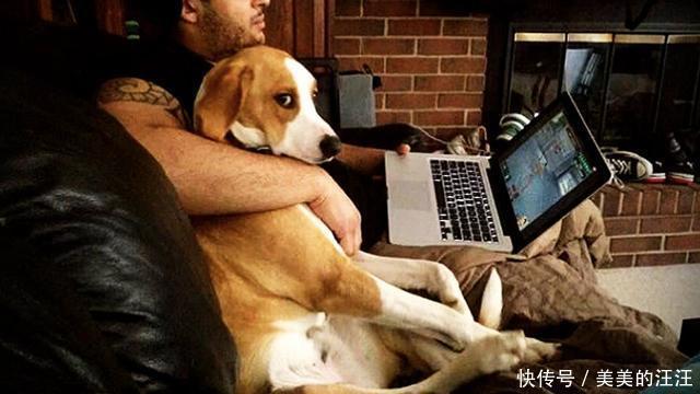 些狗狗|狗狗为什么会出现嫉妒?让狗狗嫉妒的三个原因,你家狗狗属于哪种