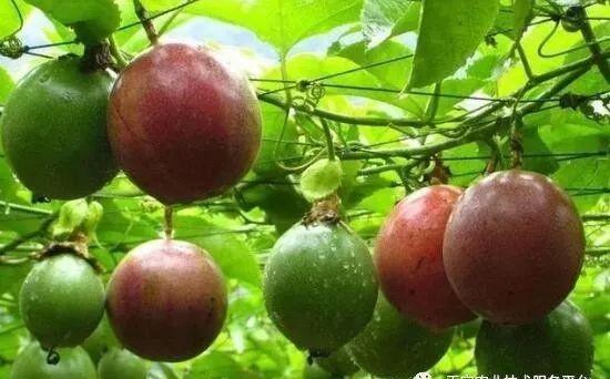 施药|用这些杀虫剂要格外注意