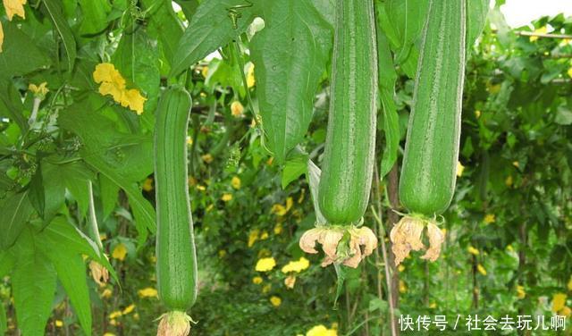 今日|今日靓汤(利湿解暑、清胃火)