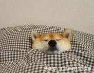  厨房|半夜厨房有响声，女子开灯查看……轰！落地窗都炸飞了！