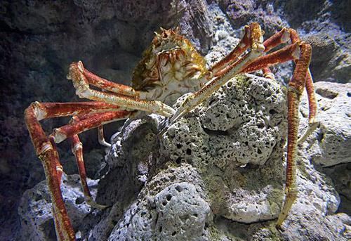 无缘|世界上最大的4种螃蟹,面包蟹无缘,帝王蟹在“它”面前是弟弟