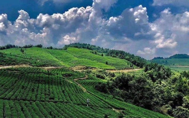 源于|中国之茶源于云贵?你怎么样看待贵州茶