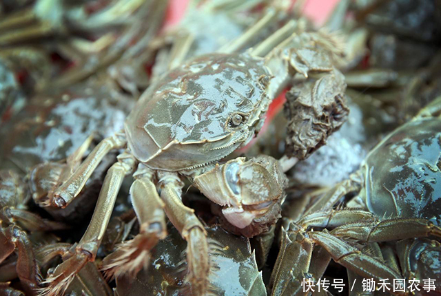 就火|去年遭吐槽的大闸蟹,今年没上市就火了,消费者直呼吃不起