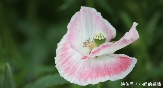 生肖|“命里藏金”的4大生肖女，相貌一般却很旺夫，娶到就是赚到