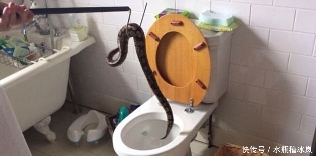  冷汗|外国女孩打开自家马桶盖，里面爬出来的东西让他直冒冷汗