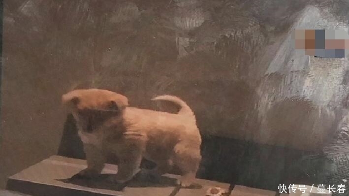 女孩|男子“陌陌”上认识女孩, 女孩抱着狗来家里, 之后发生的事没想到