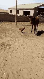  GIF|搞笑GIF：你这脚有毒吧！